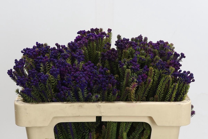 <h4>Kaaps Groen Palaecea Purple</h4>