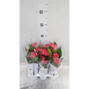 Anthurium  'Diamond Red'