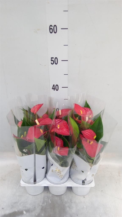 <h4>Anthurium  'Diamond Red'</h4>