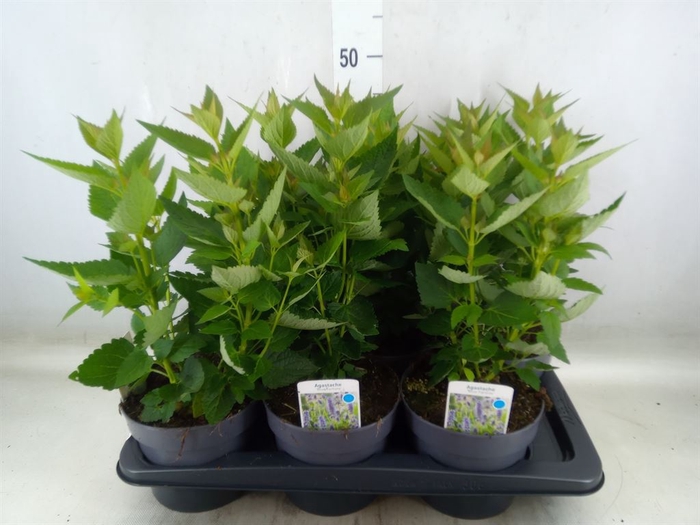 <h4>Agastache  'Blue Fortune'</h4>