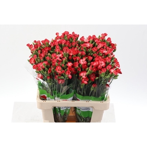 Di tr Solomio Clif x20