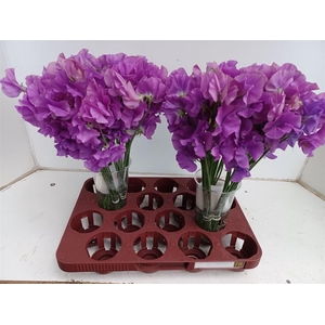 Lathyr Wi Sunshine Mauve