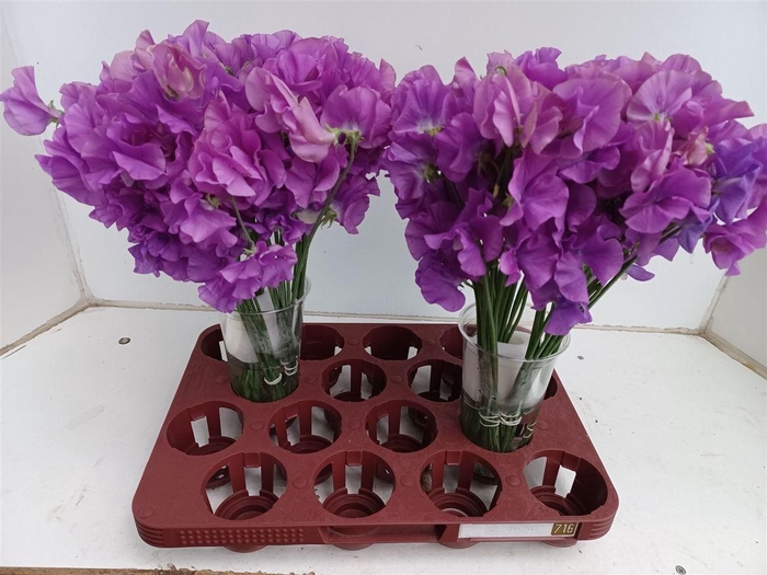 <h4>Lathyr Wi Sunshine Mauve</h4>