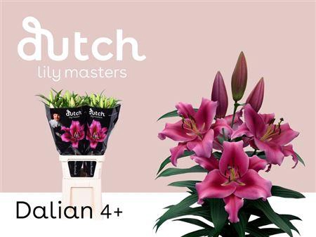 <h4>Li Ot Dalian 4+</h4>