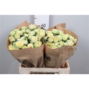 R Tr Yoga Trendsetter