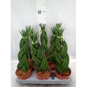 Sansevieria cyl.  ...