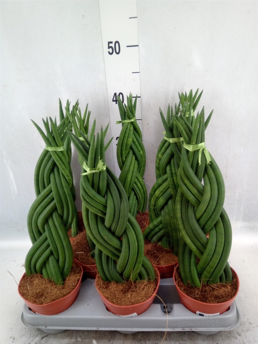 <h4>Sansevieria cyl.  ...</h4>