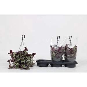 Tradescantia zebrina Violet Hill 17Ø 22cm