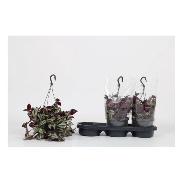 <h4>Tradescantia zebrina Violet Hill 17Ø 22cm</h4>