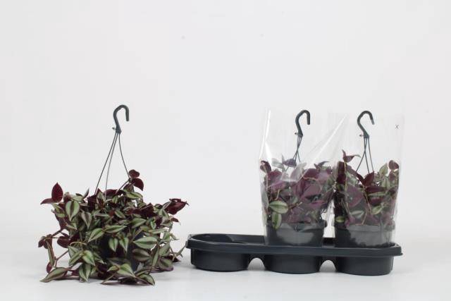 Tradescantia zebrina Violet Hill 17Ø 22cm