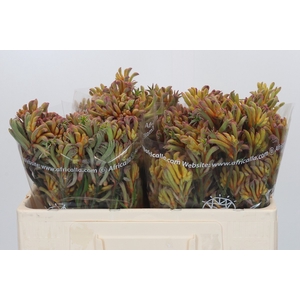 Anigozanthos Bush Blitz