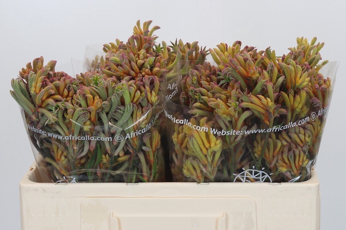 <h4>Anigozanthos Bush Blitz</h4>