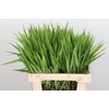 CAREX PH GR SPARKLER