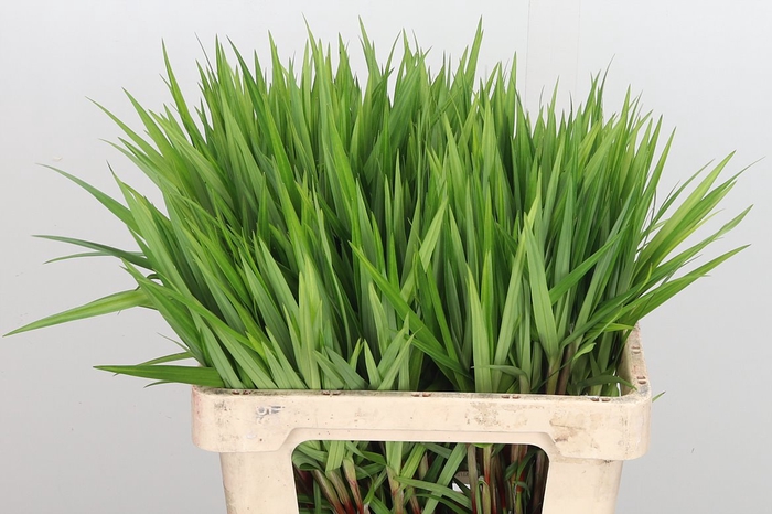 CAREX PH GR SPARKLER