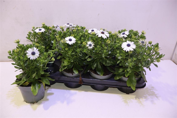 <h4>Osteo White + Eye</h4>