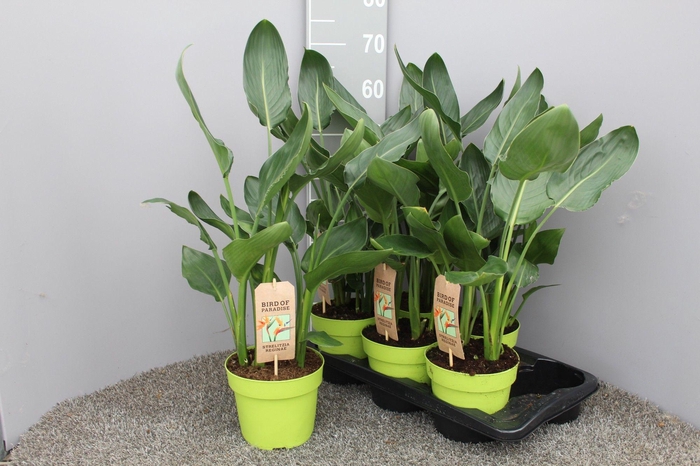 <h4>Strelitzia 4pp zonder kunstbloem -17</h4>