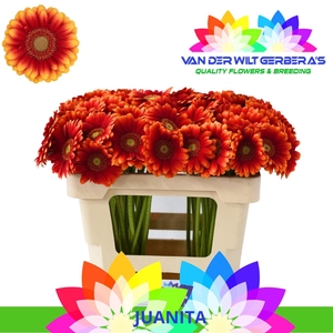 Germini Juanita Water