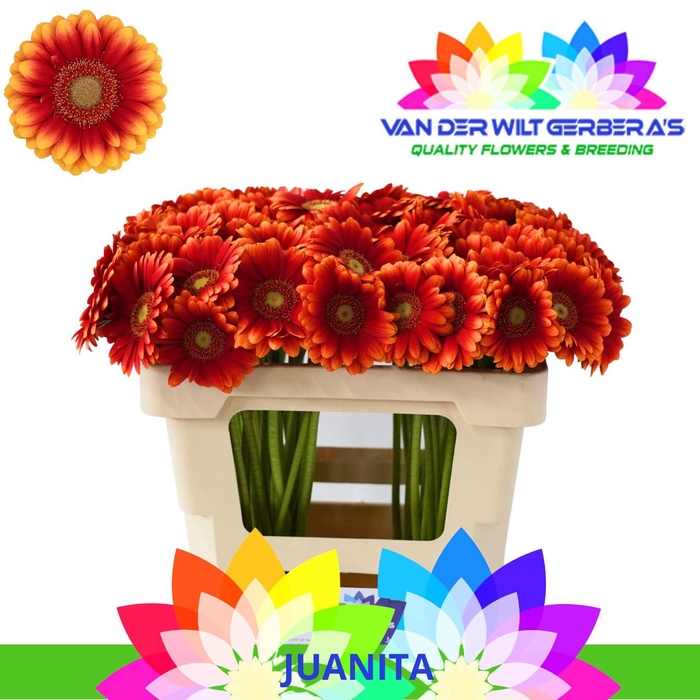 <h4>Germini Juanita Water</h4>