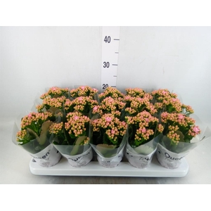 Kalanchoe  'MoreFlow Lillian'