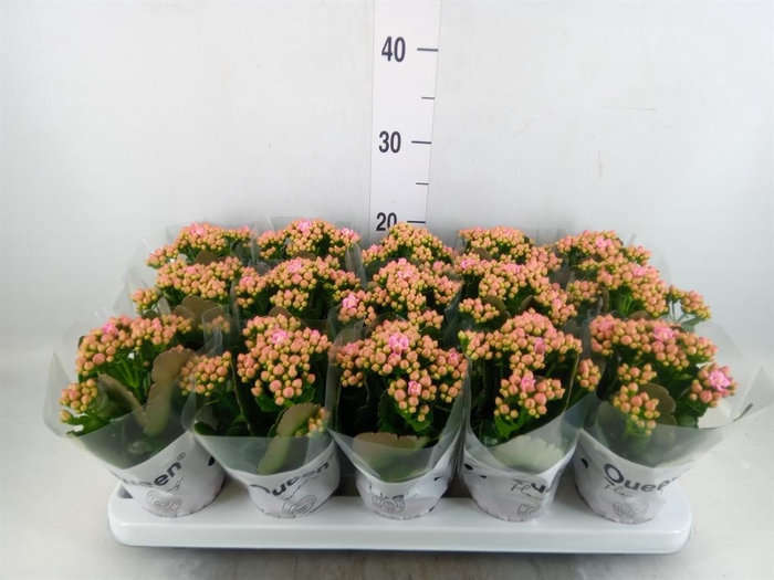 <h4>Kalanchoe  'MoreFlow Lillian'</h4>