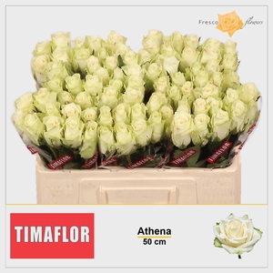 R GR ATHENA