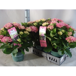 Hydrangea mac.   ...