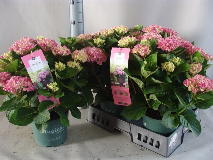 <h4>Hydrangea mac.   ...</h4>