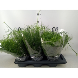 Rhipsalis baccifera 'Oasis'