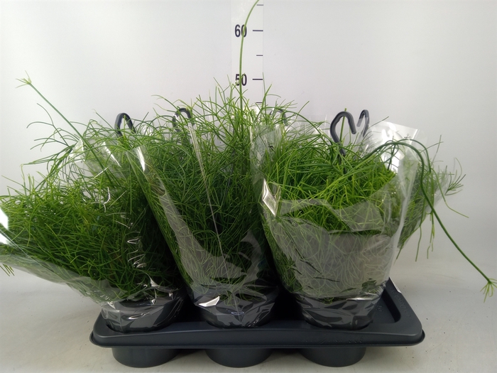 <h4>Rhipsalis baccifera 'Oasis'</h4>