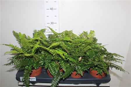 <h4>Athyrium Ov</h4>