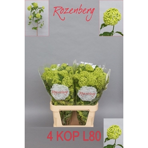 VIBURNUM ROSEUM ST