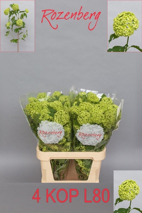 <h4>VIBURNUM ROSEUM ST</h4>