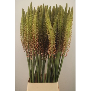 Eremurus Orange Cleopatra