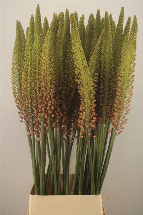 <h4>Eremurus Orange Cleopatra</h4>