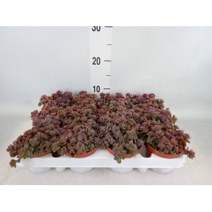 Sedum cyaneum 'Rosenteppich'