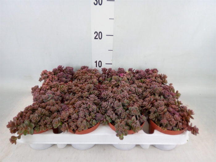 <h4>Sedum cyaneum 'Rosenteppich'</h4>