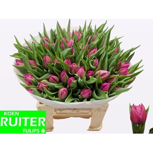 TU DU DOUBLE PRINCES