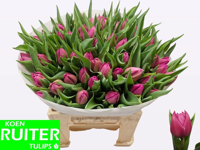 <h4>TU DU DOUBLE PRINCES</h4>