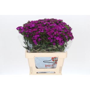 Dianthus Br Amazon Neon Purple