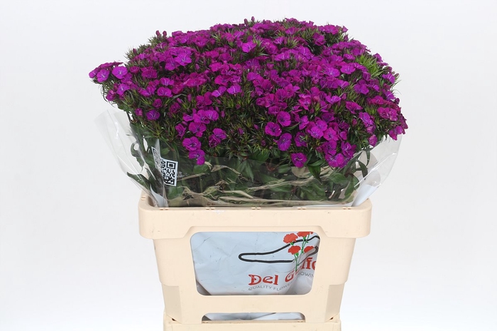 <h4>Dianthus Br Amazon Neon Purple</h4>