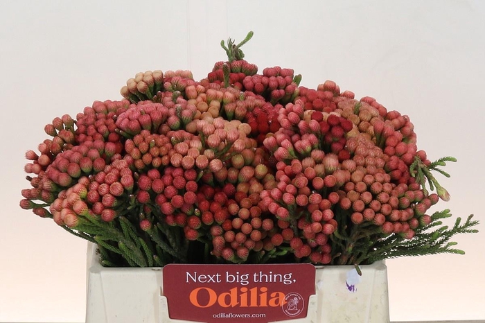 <h4>BRUN LA RED</h4>