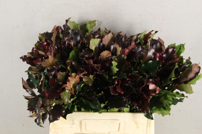 <h4>PHOTINIA VULCANO PER STEM</h4>