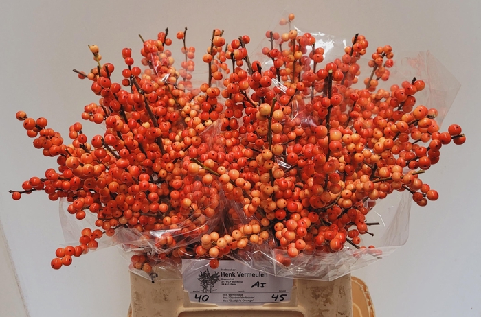 <h4>ILEX VE OUDIJ ORANGE</h4>