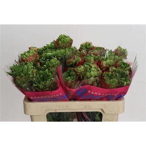 RANUNCULUS ROMANCE CROWN BASTILLE