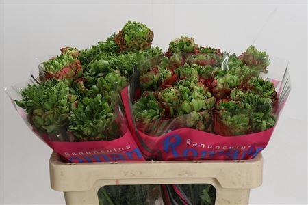 <h4>RANUNCULUS ROMANCE CROWN BASTILLE</h4>