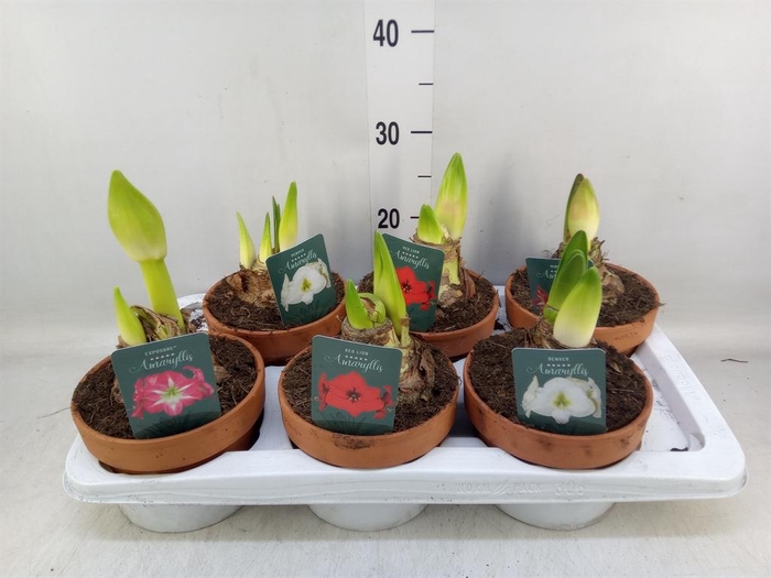 <h4>Hippeastrum ...</h4>