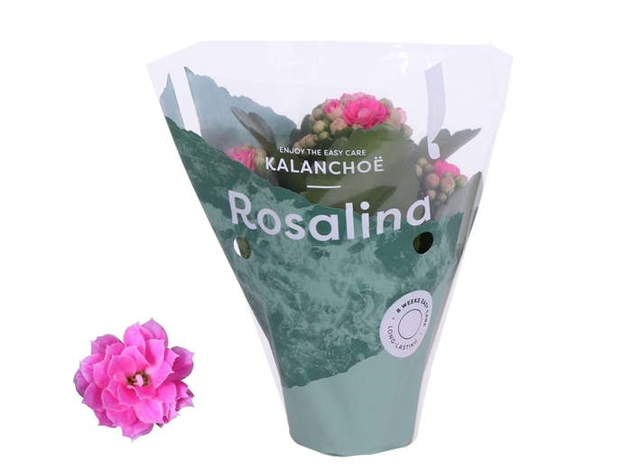 <h4>Kalanchoe Rosalina Don Nando 7cm</h4>