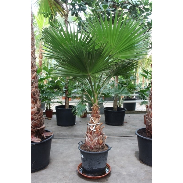 <h4>Washingtonia robusta</h4>