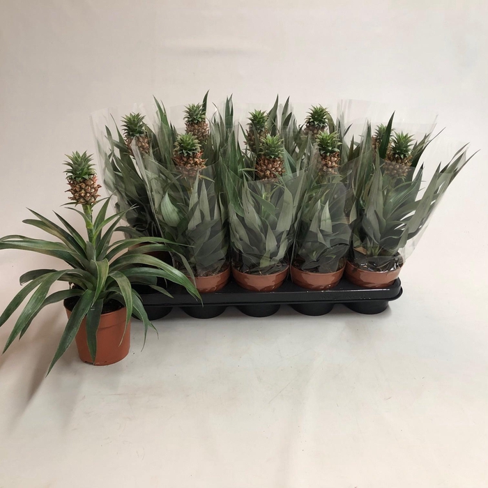 <h4>ANANAS MI AMIGO</h4>