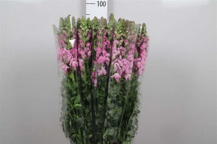 <h4>Antir It. Lavender</h4>